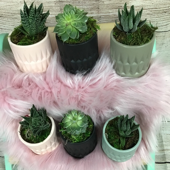 1 live Adorably Cute Succulent In Planter - Picture 2 of 3